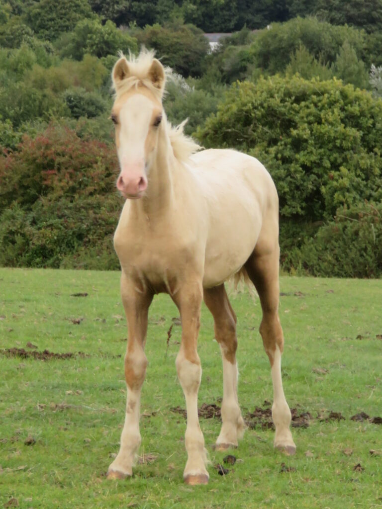 Stallions – Tresorya Welsh Cobs