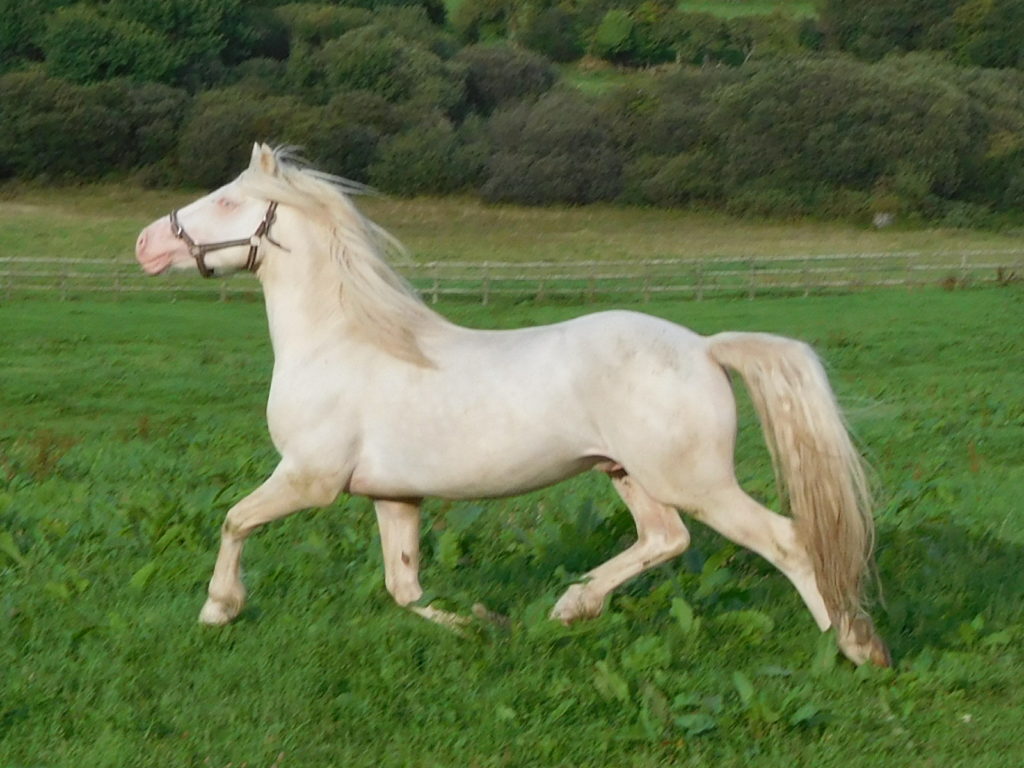 Stallions – Tresorya Welsh Cobs