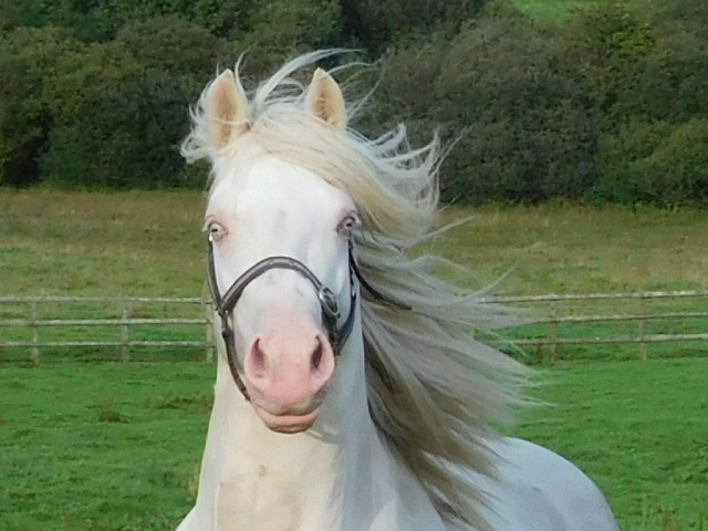 Stallions – Tresorya Welsh Cobs