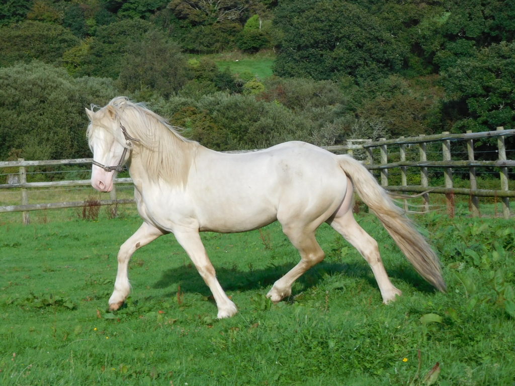 Stallions – Tresorya Welsh Cobs