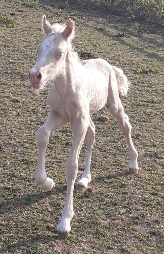 2024, Foals For Sale – Tresorya Welsh Cobs